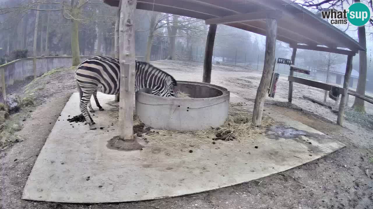 Web kamera uživo Zebras u ZOO Ljubljana – Slovenija
