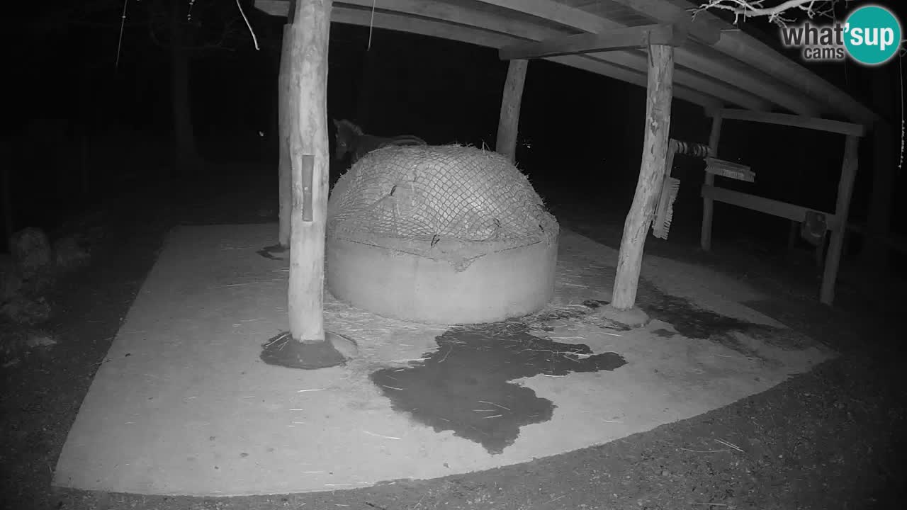 Live webcam Les zèbres in Ljubljana ZOO – Slovénie