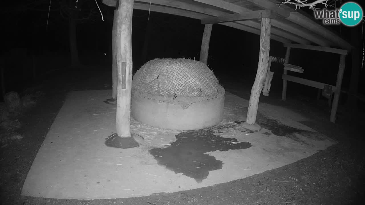 Live webcam Les zèbres in Ljubljana ZOO – Slovénie