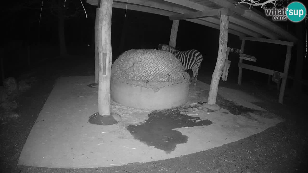 Zebre v živo v živalskem vrtu Ljubljana ZOO spletne kamere