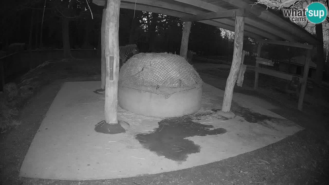 Live Webcam Zebras in Ljubljana ZOO – Slowenien