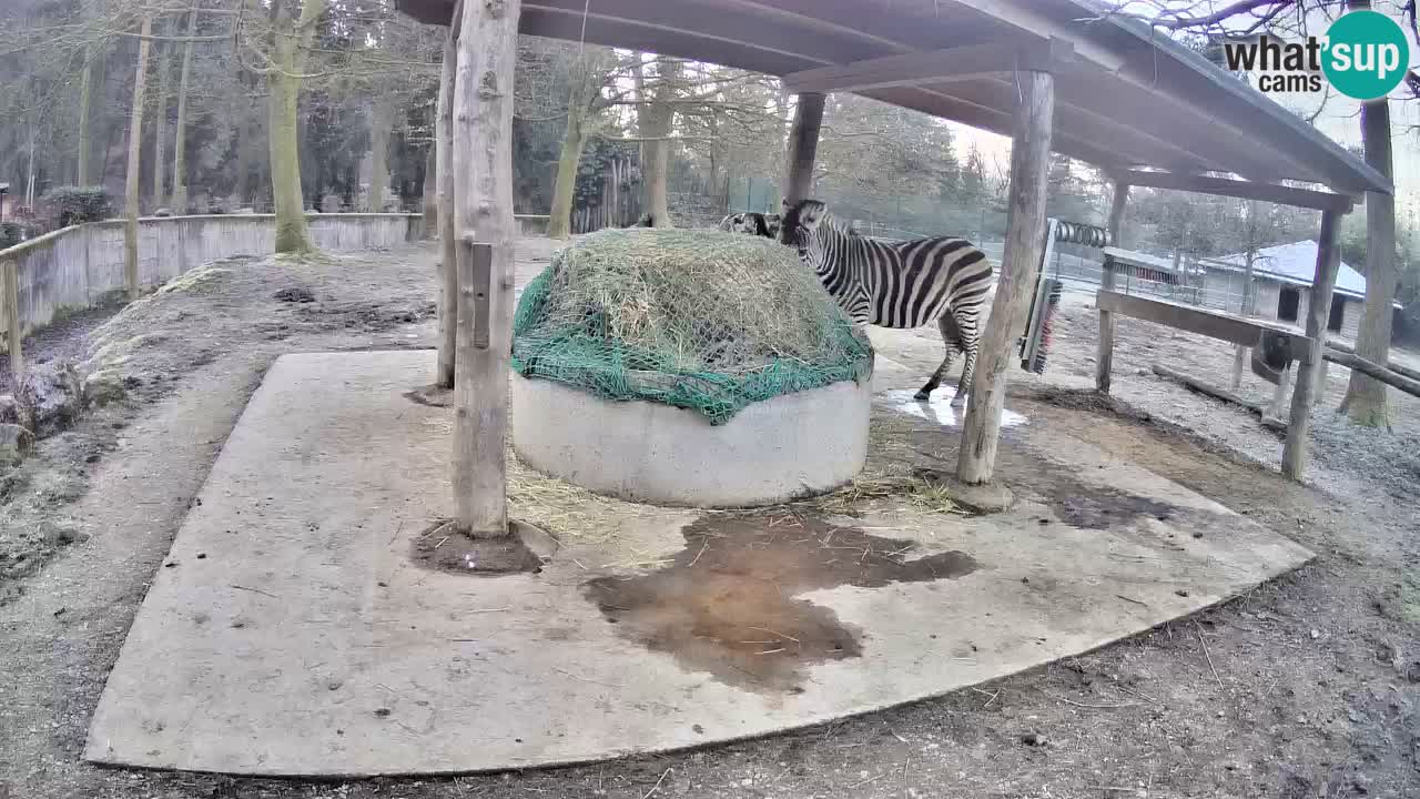 Web kamera uživo Zebras u ZOO Ljubljana – Slovenija