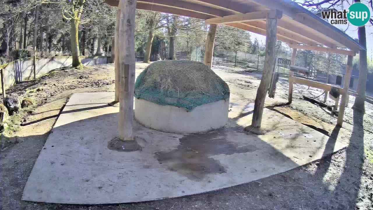 Le Zebre nello ZOO di Ljubljana – Slovenia Live webcam