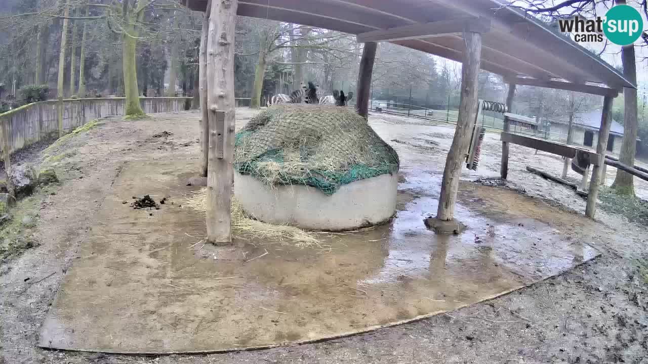 Web kamera uživo Zebras u ZOO Ljubljana – Slovenija