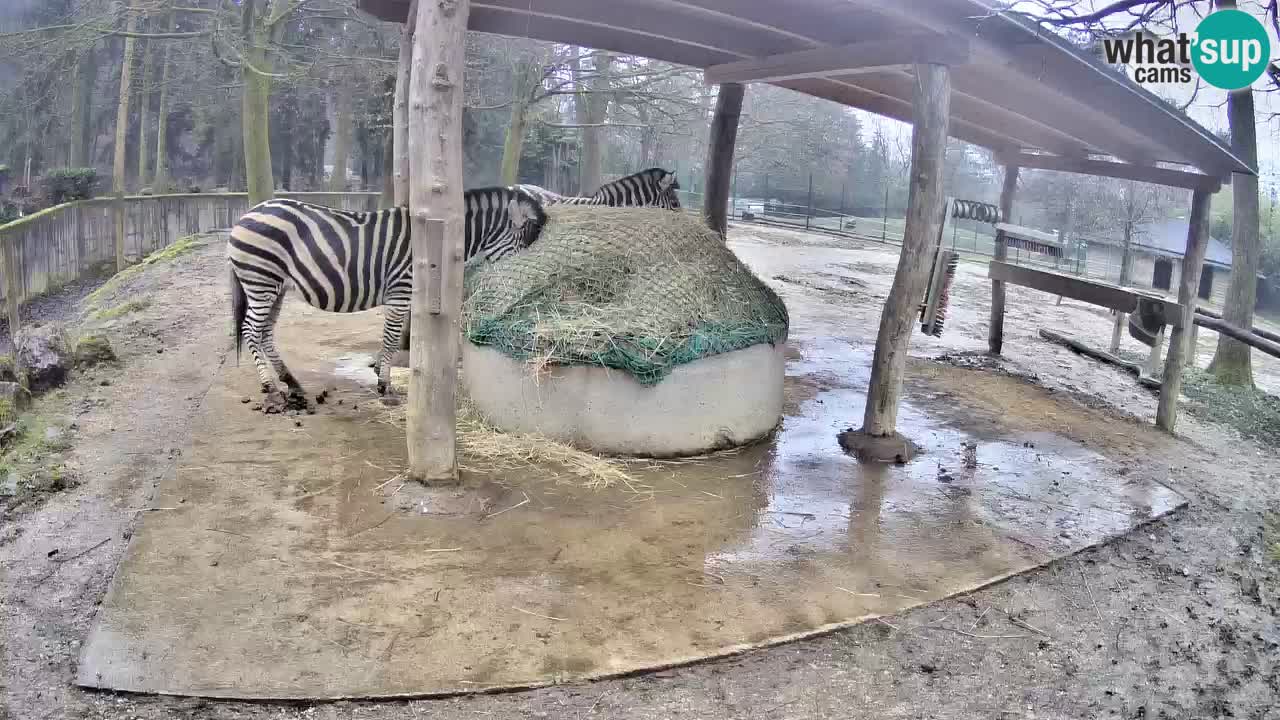 Live webcam Zebras in Ljubljana ZOO – Slovenia