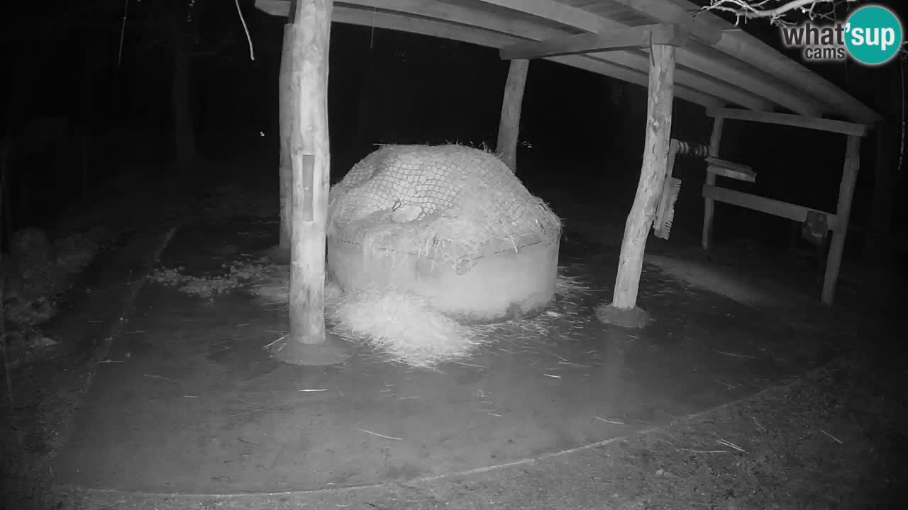 Live Webcam Zebras in Ljubljana ZOO – Slowenien