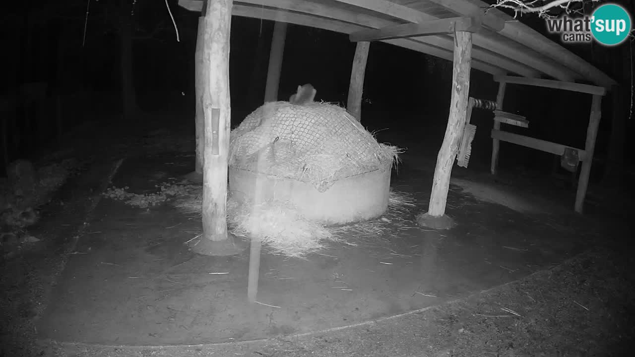 Live webcam Les zèbres in Ljubljana ZOO – Slovénie