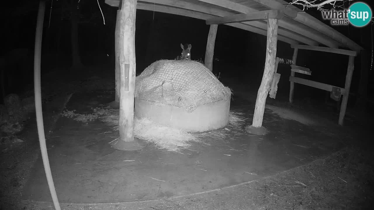 Live webcam Zebras in Ljubljana ZOO – Slovenia