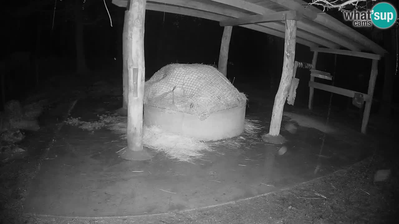 Live webcam Zebras in Ljubljana ZOO – Slovenia