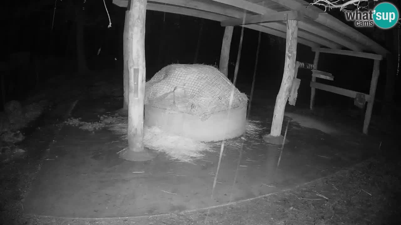 Camera en vivo Cebras in Ljubljana ZOO – Eslovenia