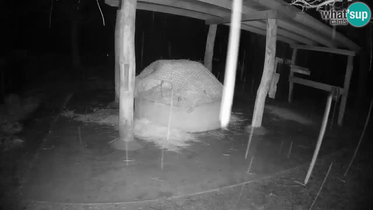 Camera en vivo Cebras in Ljubljana ZOO – Eslovenia