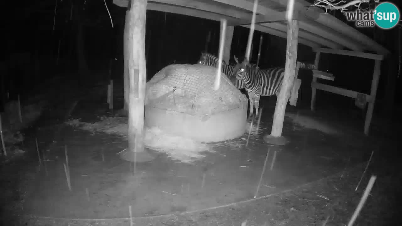 Live webcam Zebras in Ljubljana ZOO – Slovenia