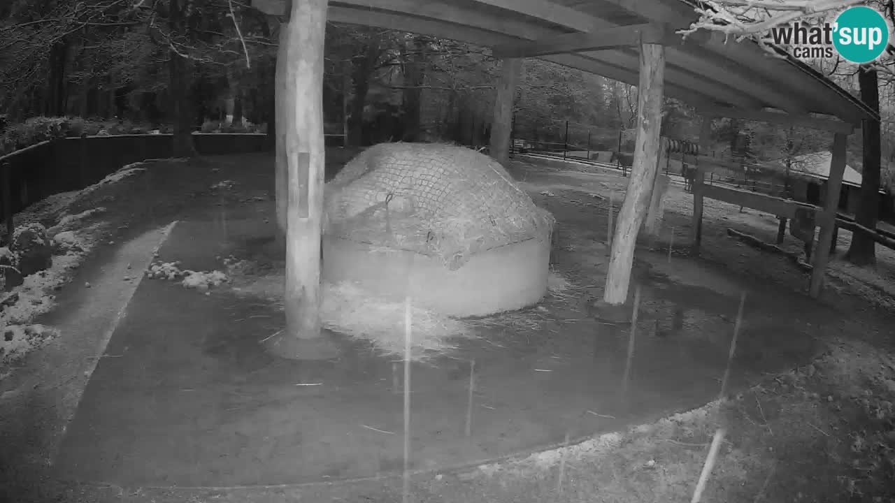 Zebre v živo v živalskem vrtu Ljubljana ZOO spletne kamere