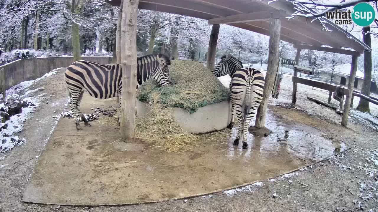 Zebre v živo v živalskem vrtu Ljubljana ZOO spletne kamere