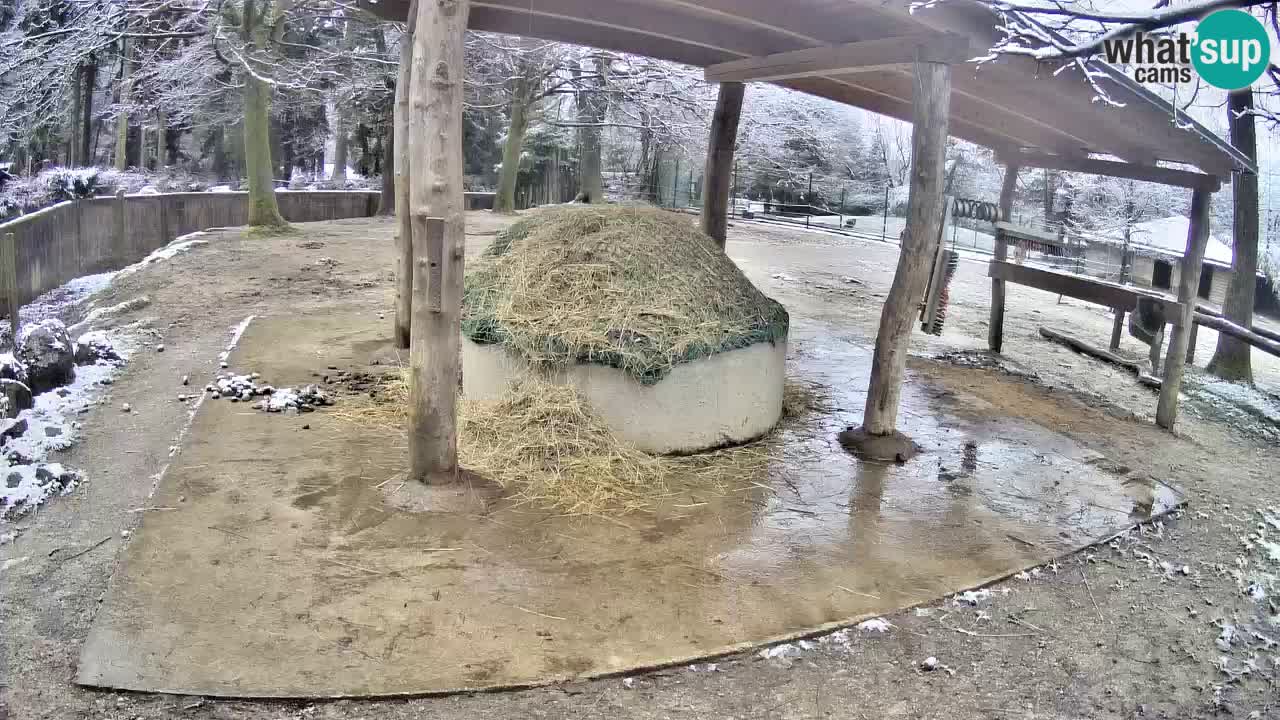 Le Zebre nello ZOO di Ljubljana – Slovenia Live webcam