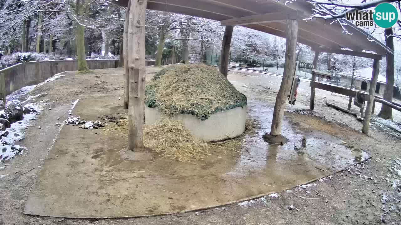 Le Zebre nello ZOO di Ljubljana – Slovenia Live webcam