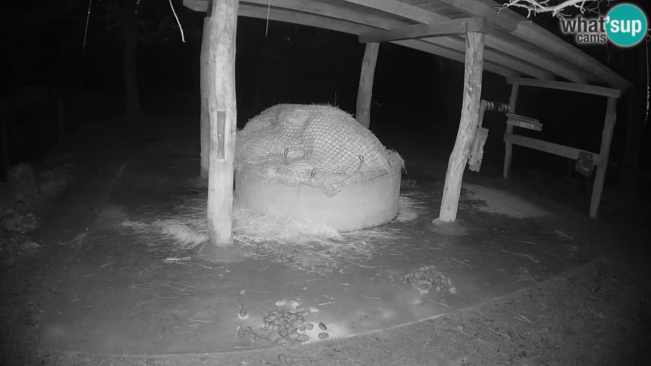 Live webcam Zebras in Ljubljana ZOO – Slovenia