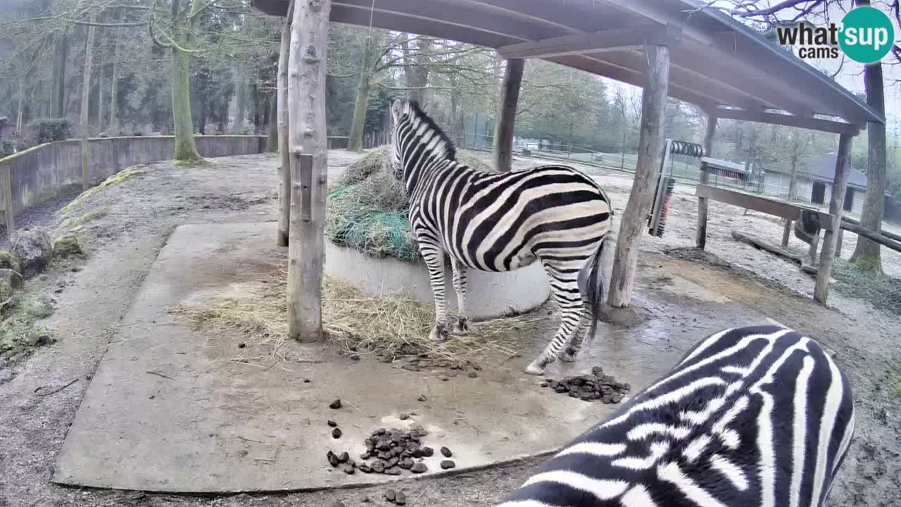 Camera en vivo Cebras in Ljubljana ZOO – Eslovenia