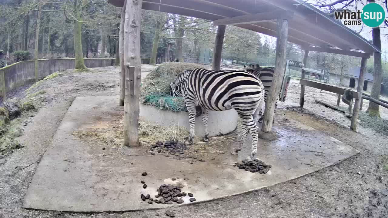 Le Zebre nello ZOO di Ljubljana – Slovenia Live webcam