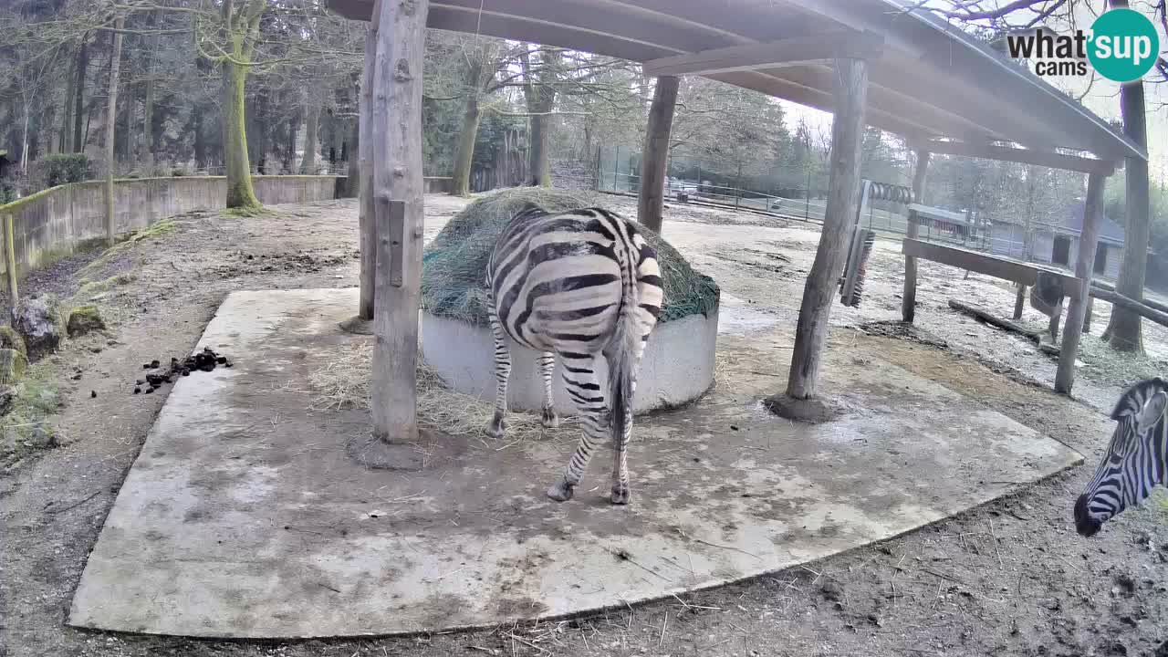 Web kamera uživo Zebras u ZOO Ljubljana – Slovenija