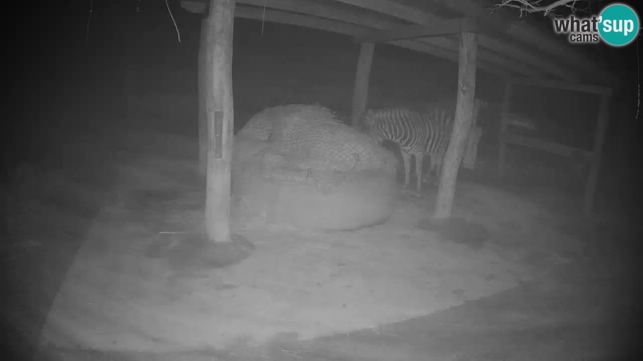 Live webcam Zebras in Ljubljana ZOO – Slovenia
