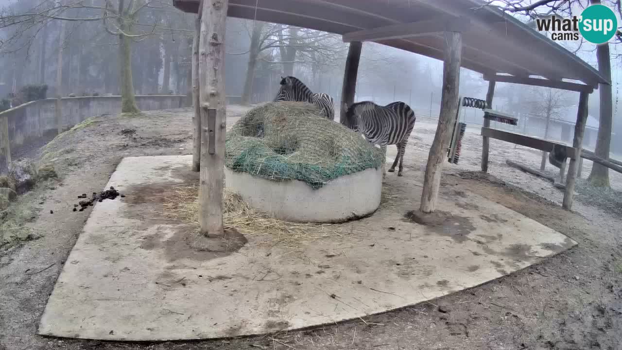Le Zebre nello ZOO di Ljubljana – Slovenia Live webcam