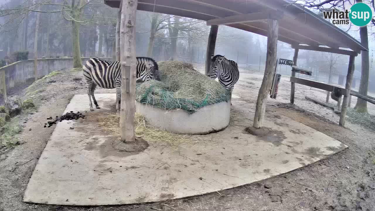 Live webcam Les zèbres in Ljubljana ZOO – Slovénie