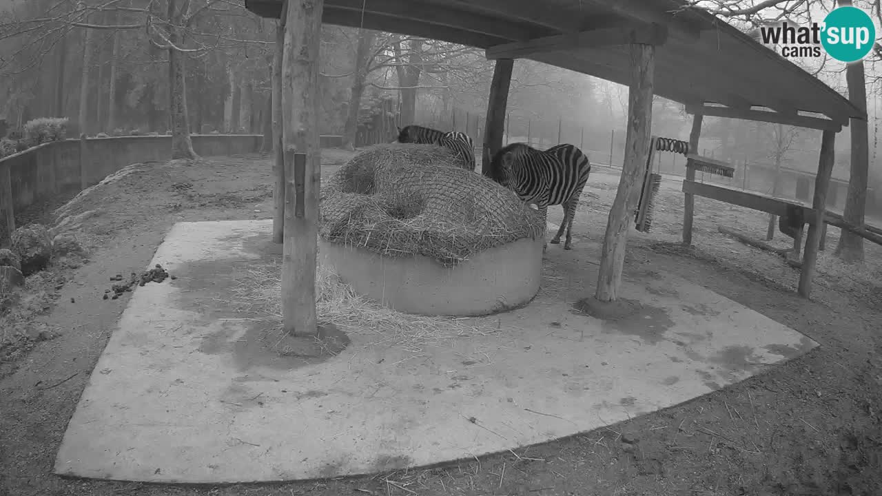 Le Zebre nello ZOO di Ljubljana – Slovenia Live webcam