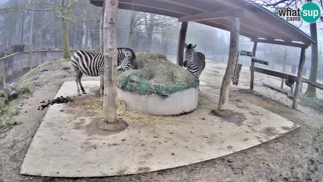 Camera en vivo Cebras in Ljubljana ZOO – Eslovenia
