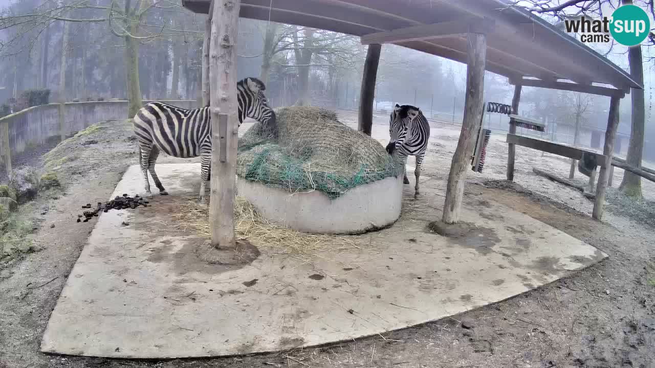 Zebre v živo v živalskem vrtu Ljubljana ZOO spletne kamere