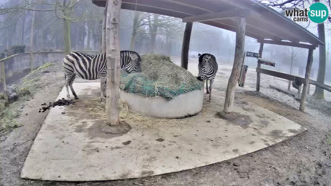 Live Webcam Zebras in Ljubljana ZOO – Slowenien