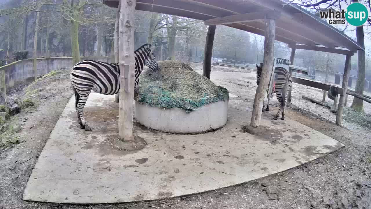 Live webcam Les zèbres in Ljubljana ZOO – Slovénie