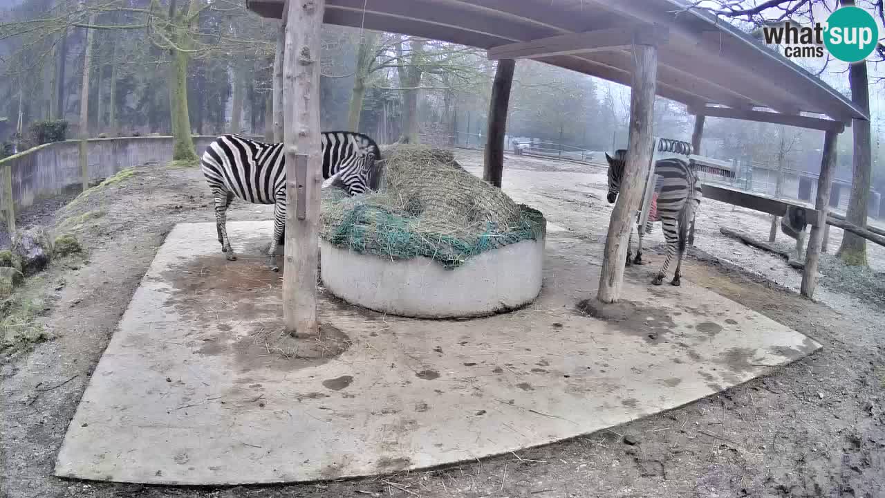 Camera en vivo Cebras in Ljubljana ZOO – Eslovenia