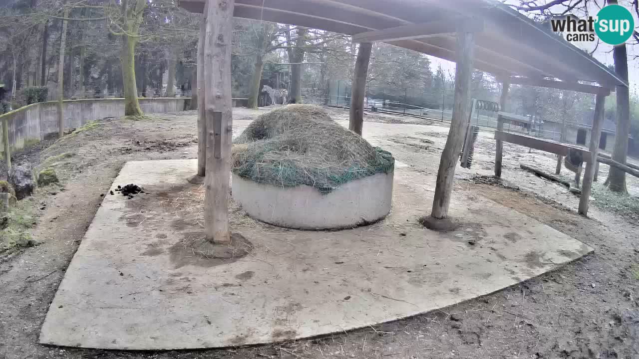 Live Webcam Zebras in Ljubljana ZOO – Slowenien