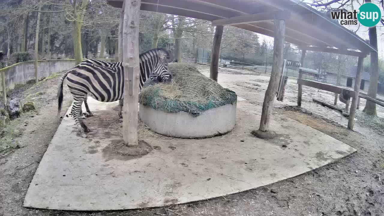 Live Webcam Zebras in Ljubljana ZOO – Slowenien