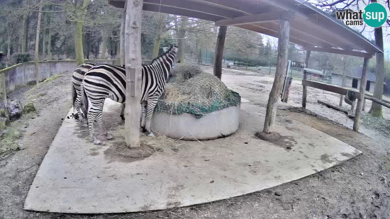 Le Zebre nello ZOO di Ljubljana – Slovenia Live webcam