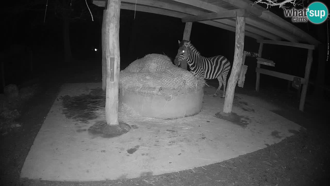 Live Webcam Zebras in Ljubljana ZOO – Slowenien