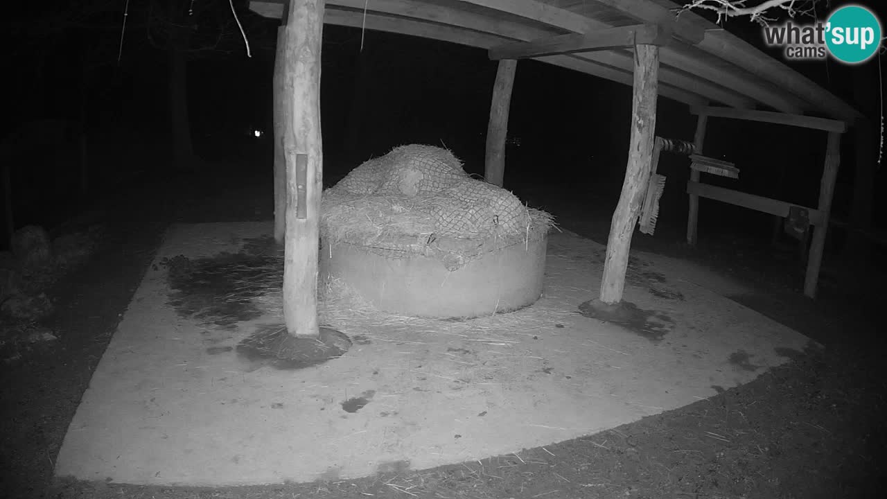 Le Zebre nello ZOO di Ljubljana – Slovenia Live webcam