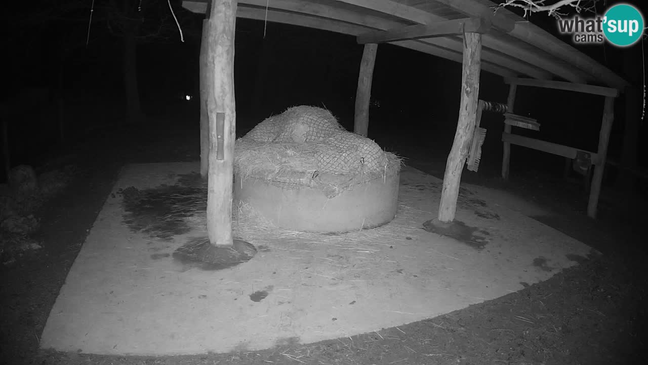 Le Zebre nello ZOO di Ljubljana – Slovenia Live webcam