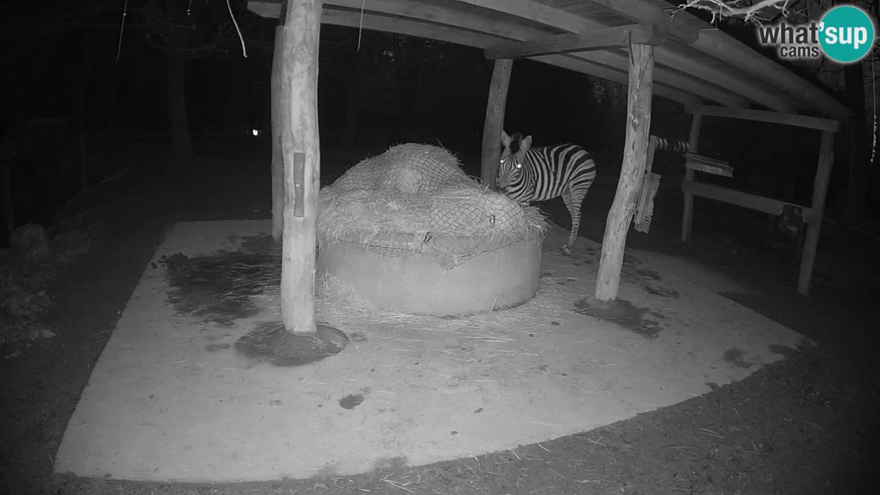 Le Zebre nello ZOO di Ljubljana – Slovenia Live webcam
