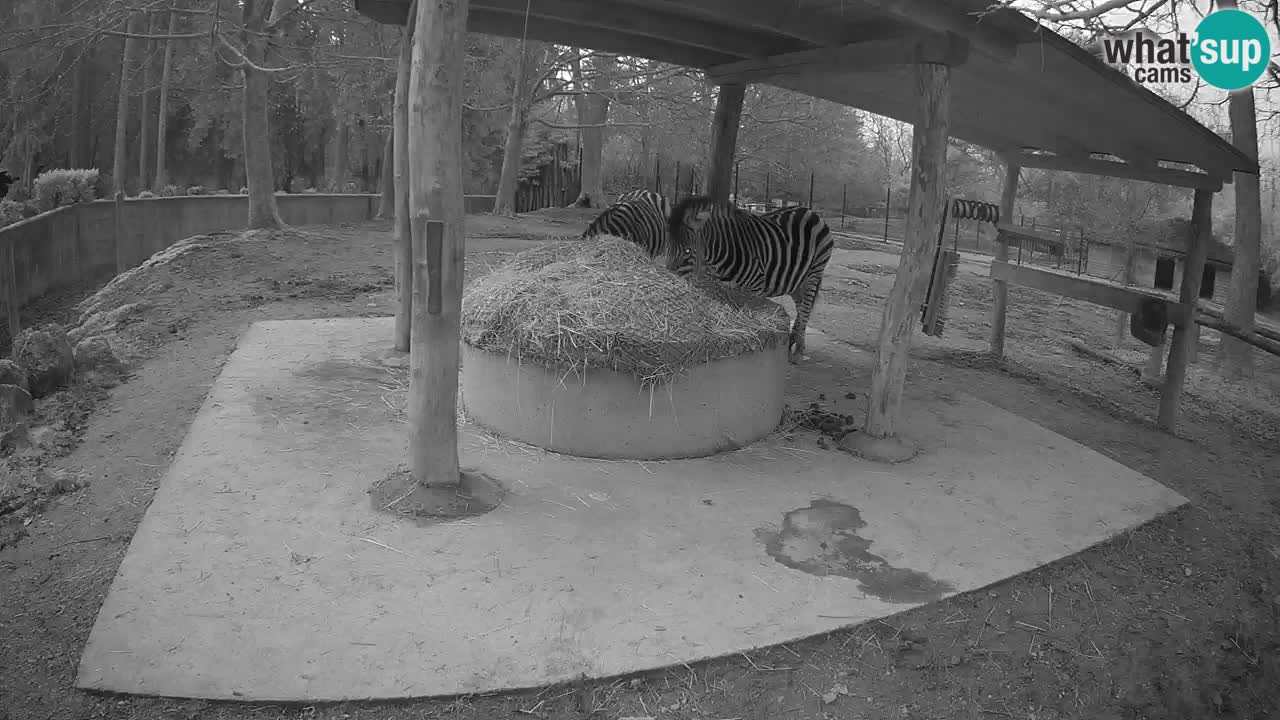 Live webcam Zebras in Ljubljana ZOO – Slovenia