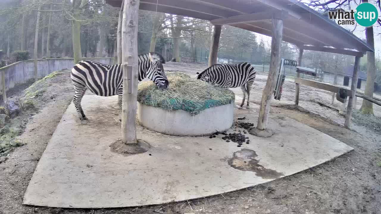 Zebre v živo v živalskem vrtu Ljubljana ZOO spletne kamere