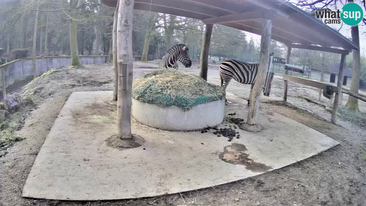 Web kamera uživo Zebras u ZOO Ljubljana – Slovenija