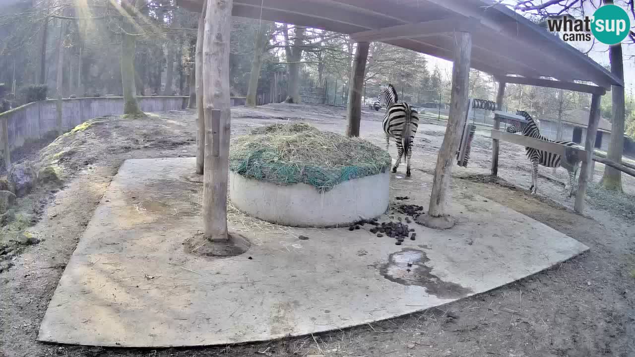 Web kamera uživo Zebras u ZOO Ljubljana – Slovenija