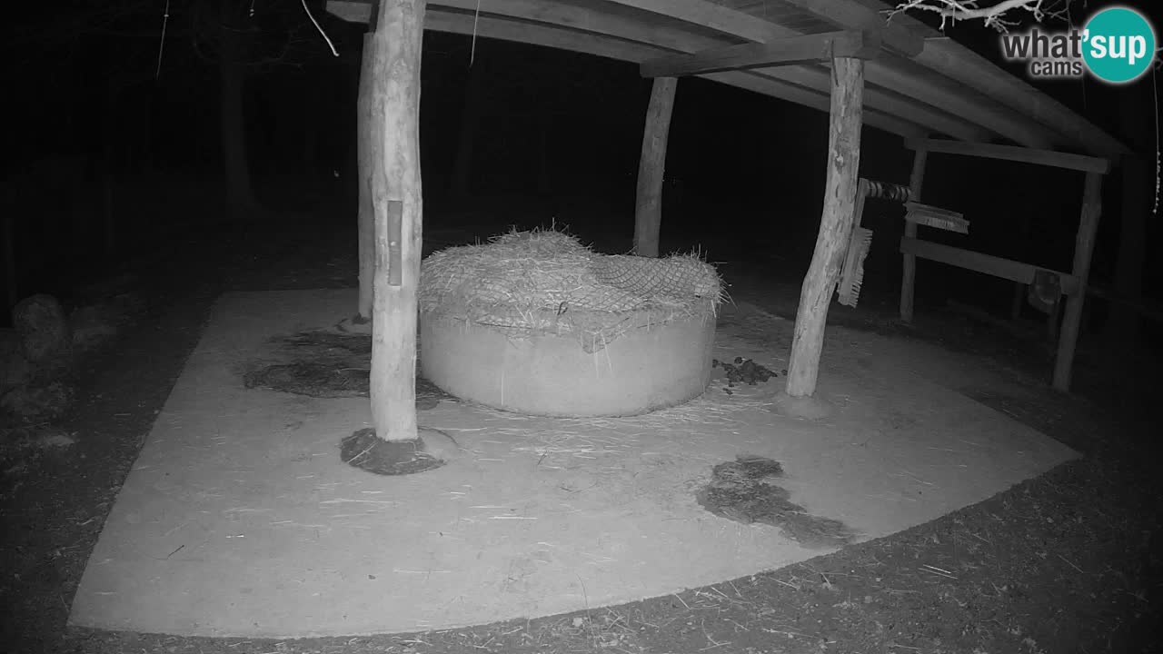 Le Zebre nello ZOO di Ljubljana – Slovenia Live webcam