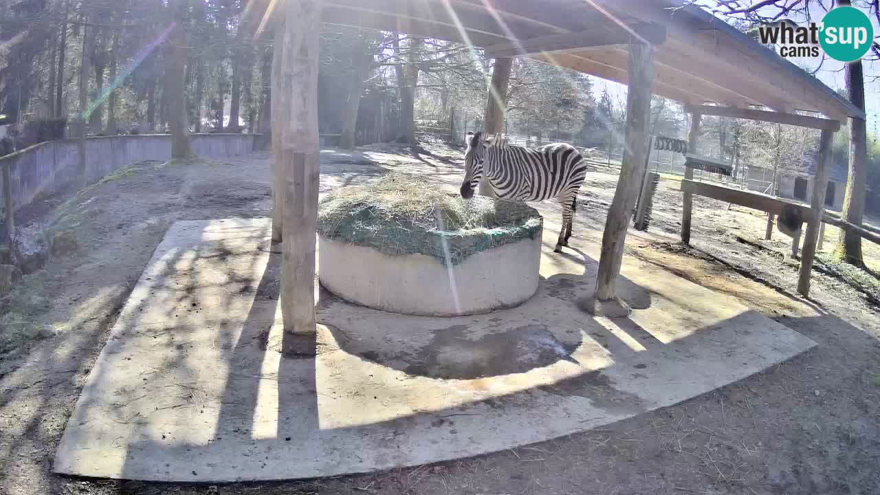 Camera en vivo Cebras in Ljubljana ZOO – Eslovenia