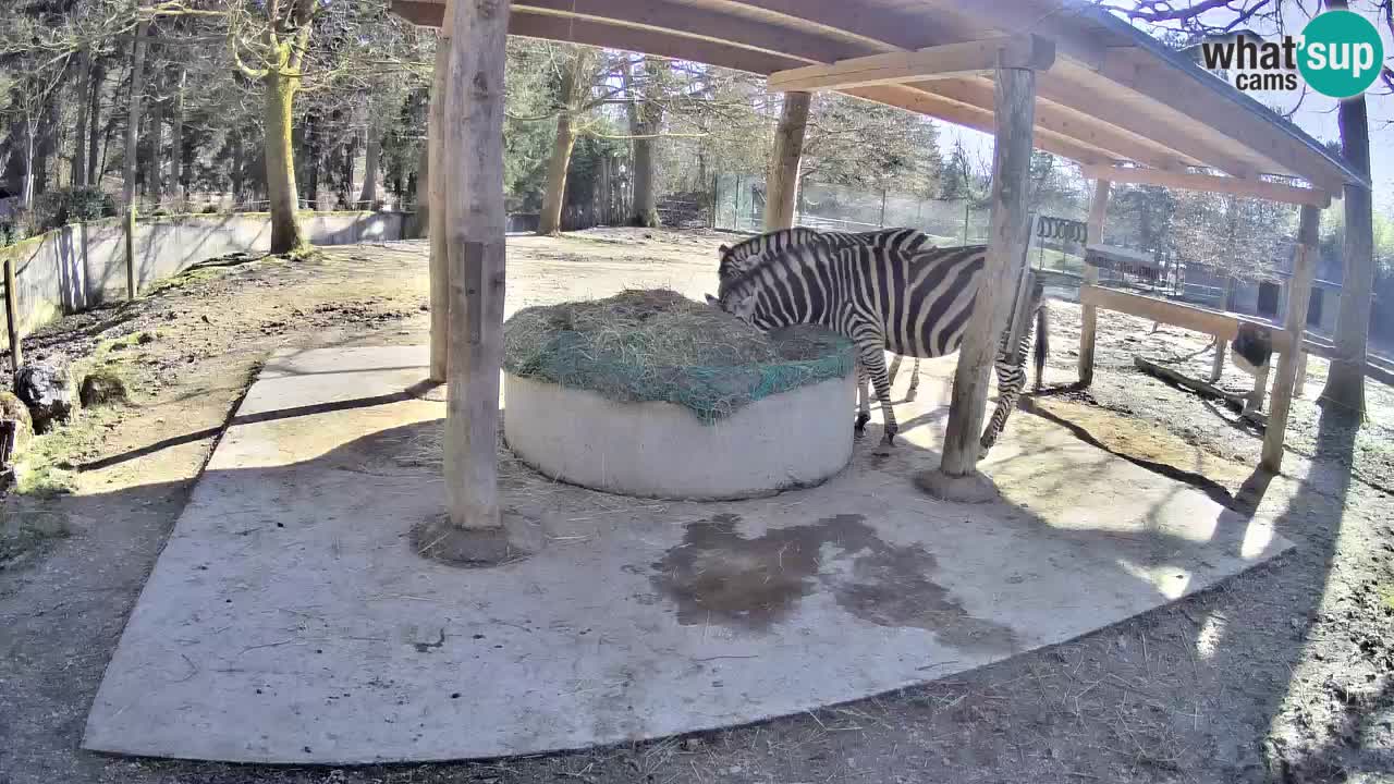 Camera en vivo Cebras in Ljubljana ZOO – Eslovenia