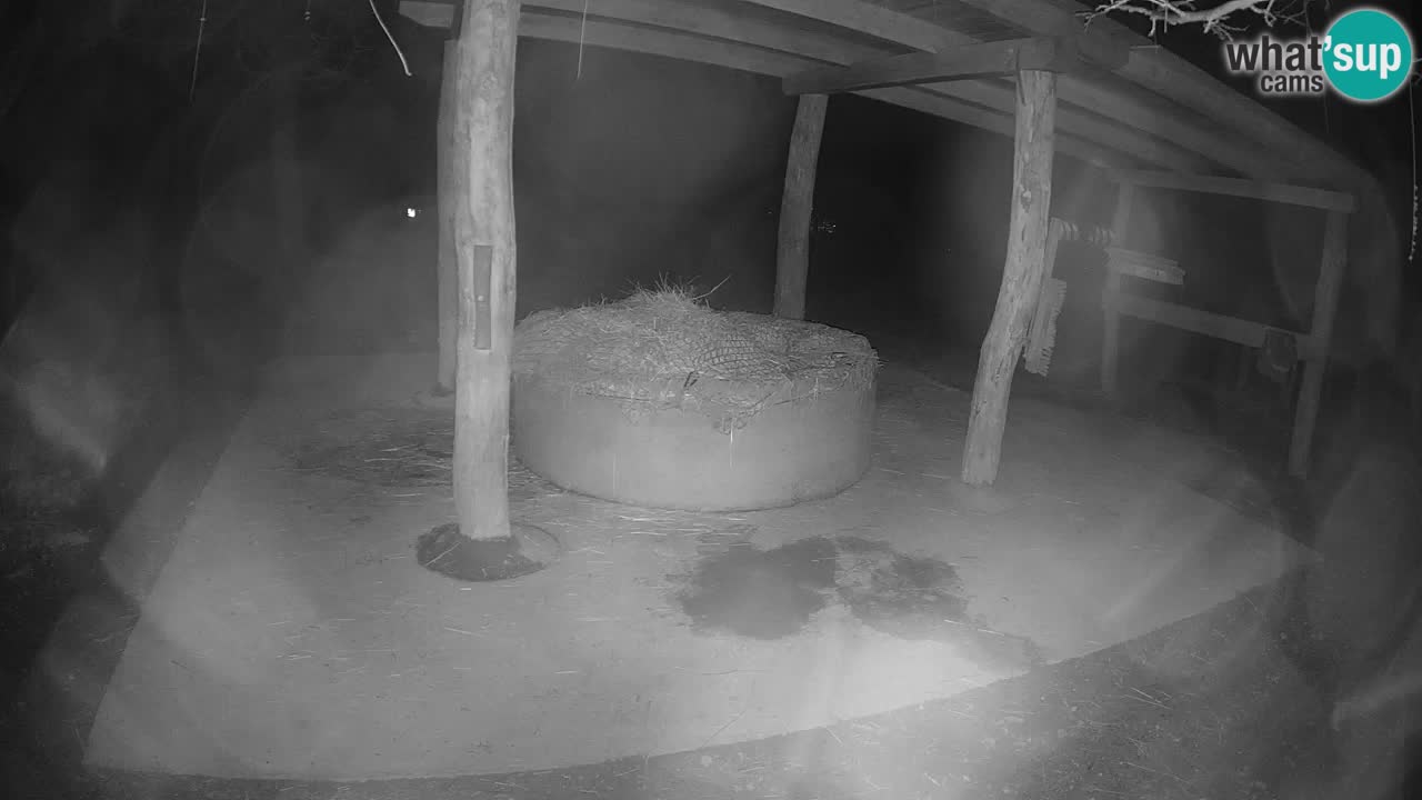 Web kamera uživo Zebras u ZOO Ljubljana – Slovenija