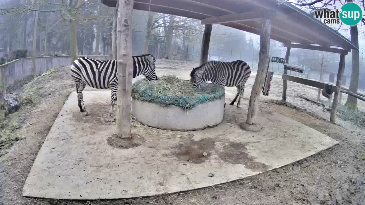 Live Webcam Zebras in Ljubljana ZOO – Slowenien