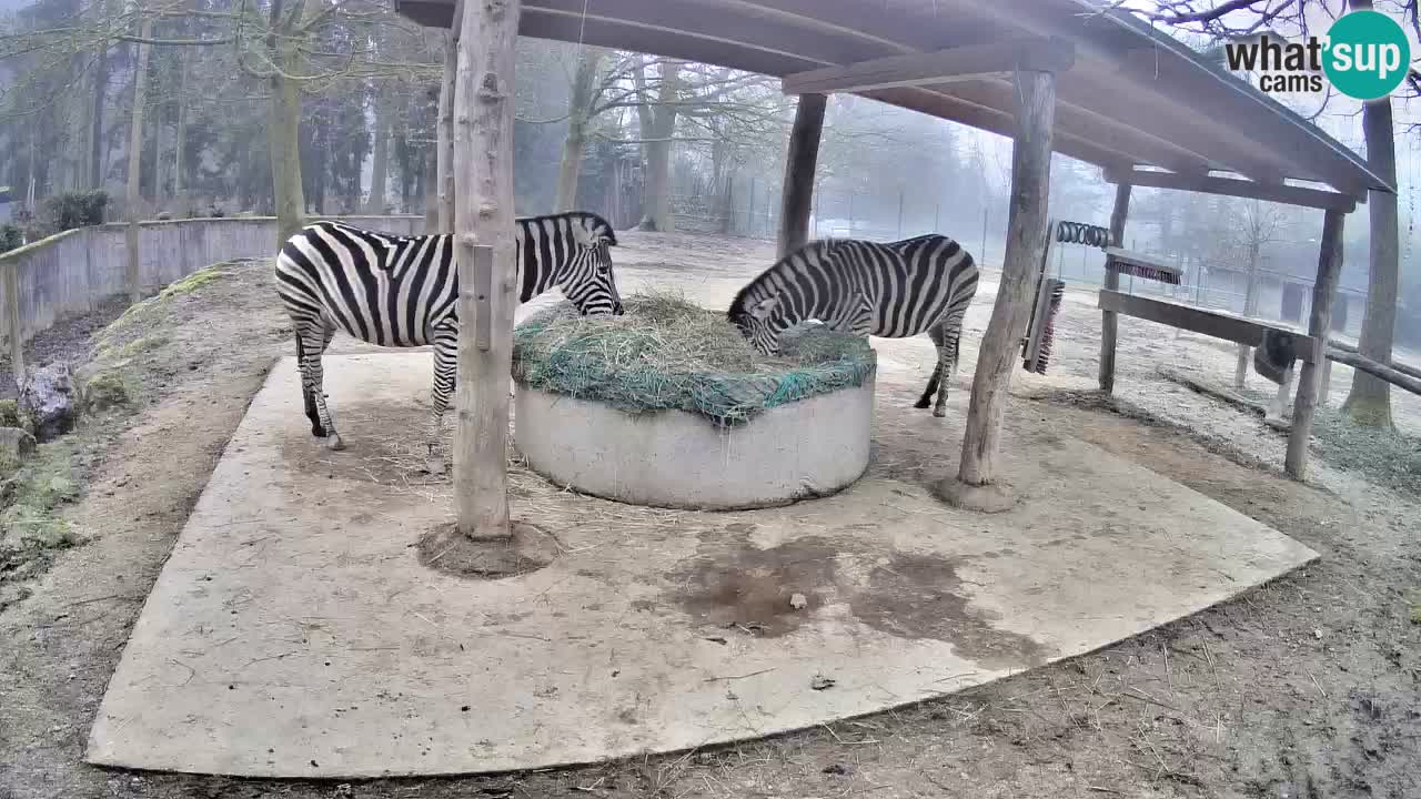 Live Webcam Zebras in Ljubljana ZOO – Slowenien